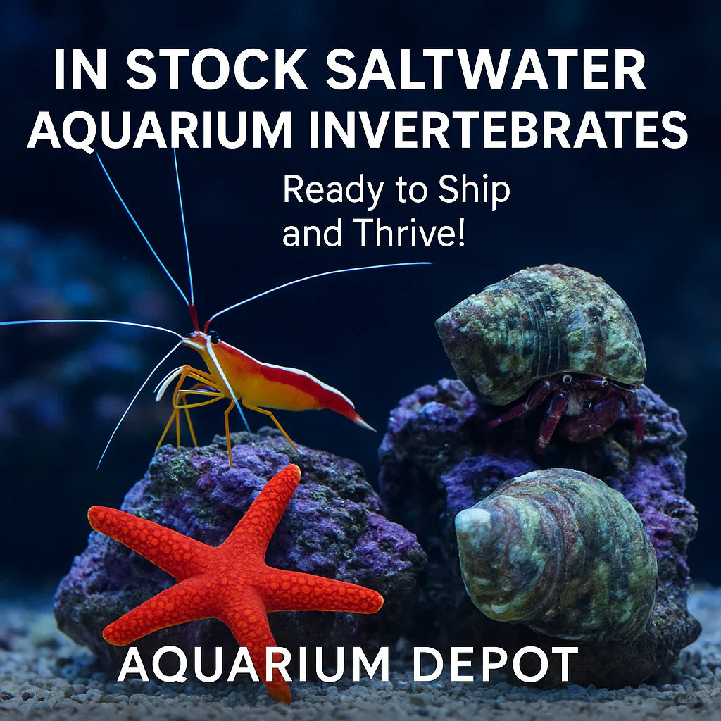 Add Life and Balance to Your Reef Tank with Saltwater Invertebrates from Aquarium Depot