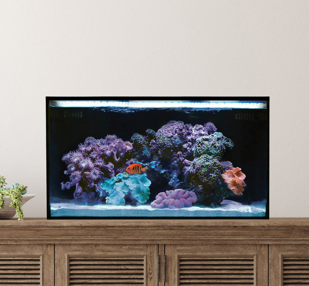 Innovative Marine NUVO Fusion - 20 Long AIO Aquarium - Desktop