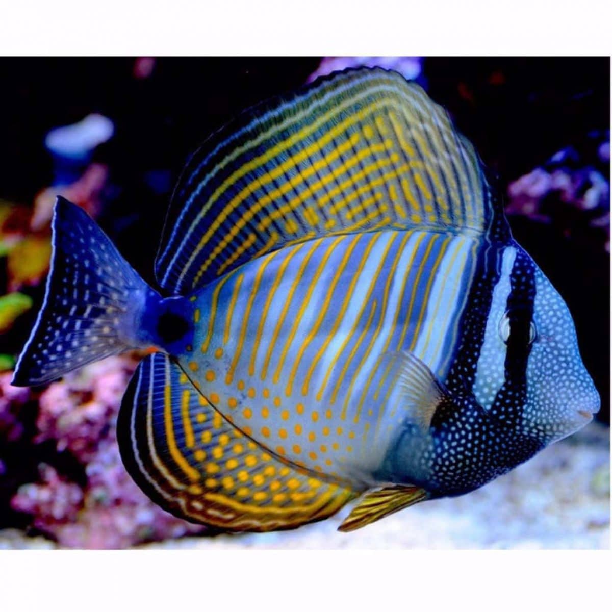 Desjardini Sailfin Tang - Zebrasoma desjardini