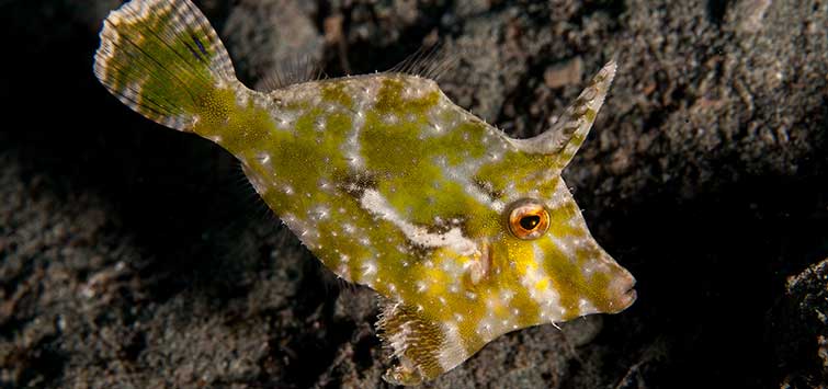 Aiptasia Eating Filefish - Acreichthys tomentosus