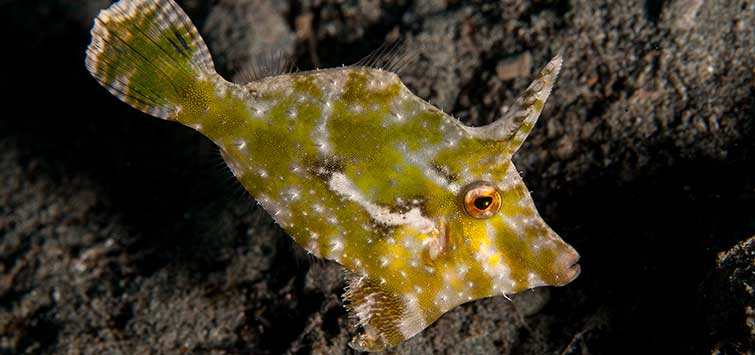 Aiptasia Eating Filefish (Acreichthys tomentosus)