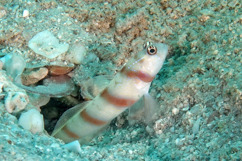 Steinitz Goby - Amblyeleotris steinitzi