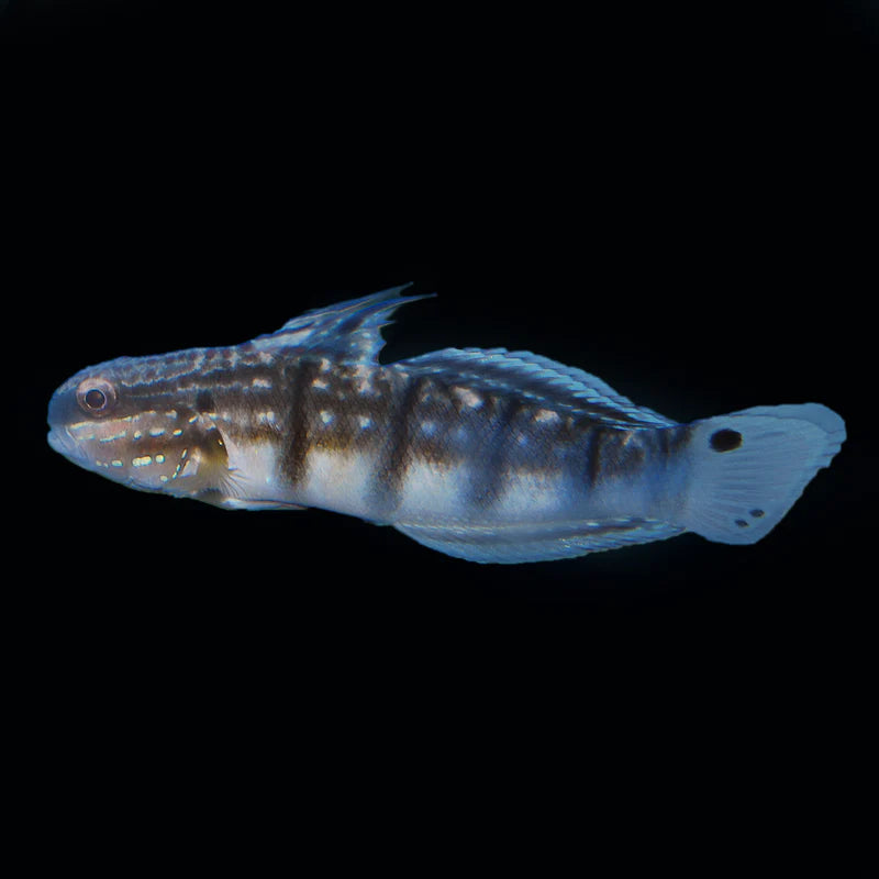 Dragon Goby - Amblygobius phalaena - Biota Captive Bred