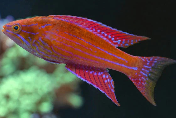 Royal Flasher Wrasse - Paracheilinus Angulatus