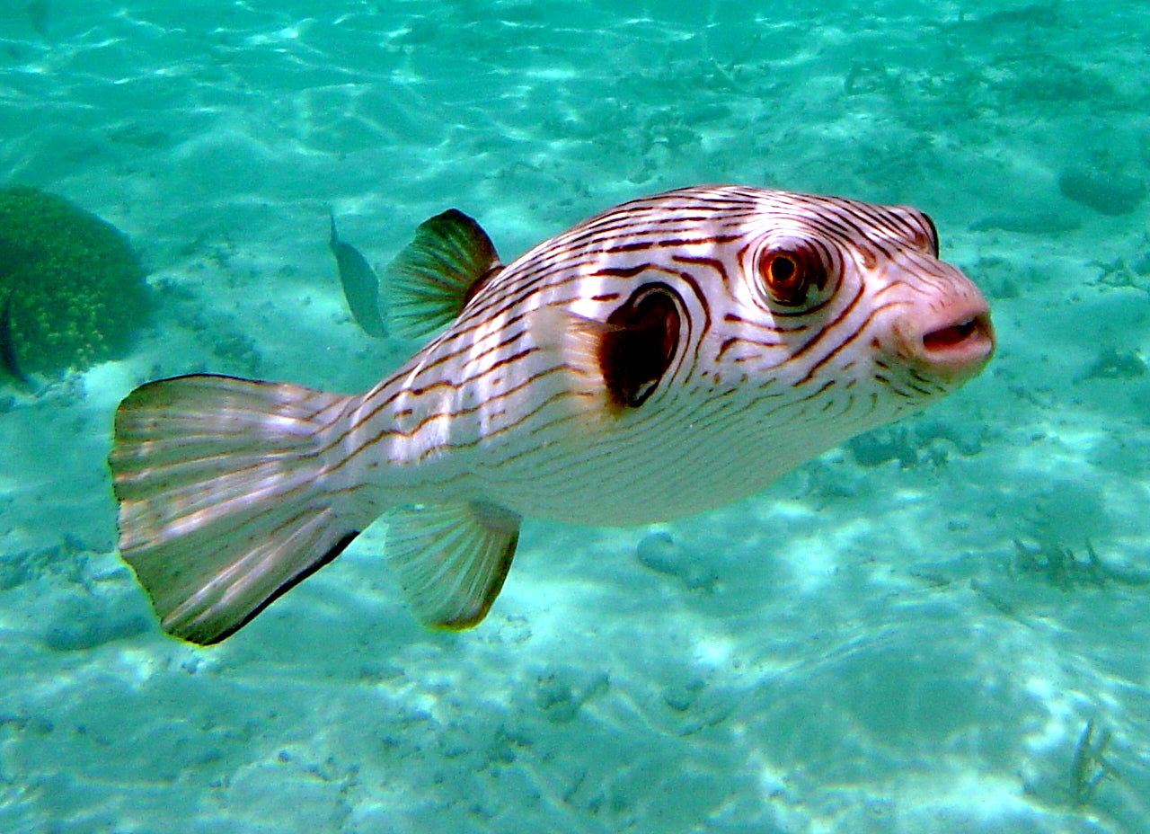 Narrow-Lined Puffer - Arothron manilensis