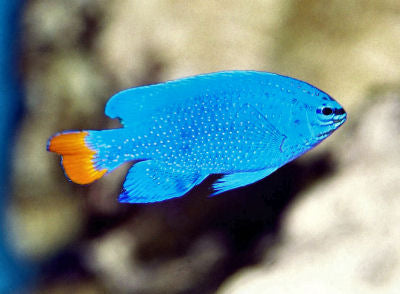 Blue Devil Damselfish - Chrysiptera cyanea