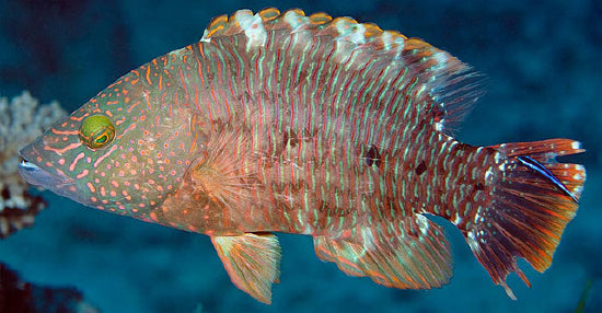 Tripletail Maori Wrasse - Cheilinus trilobatus