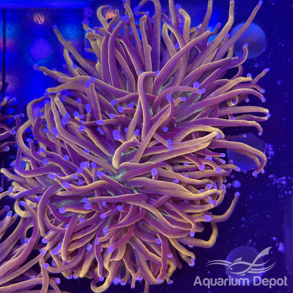 NY Knicks Torch (Euphyllia glabrescens)