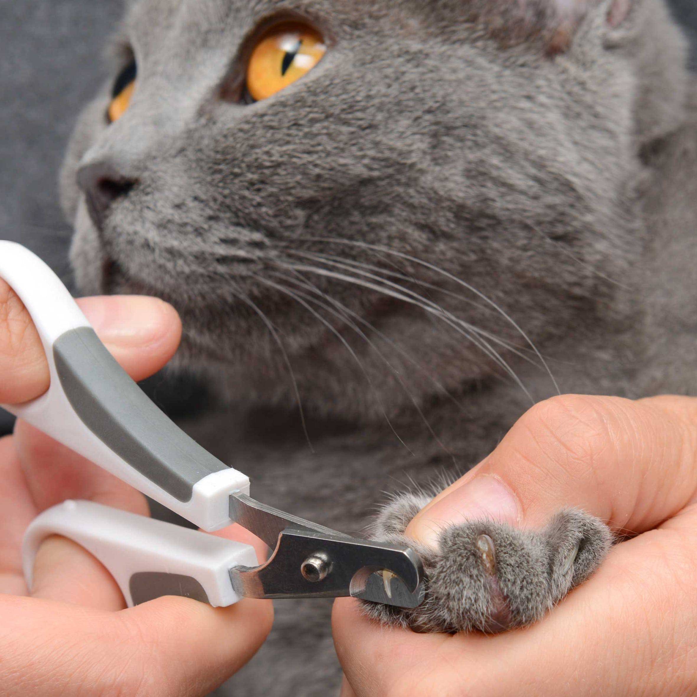 Catit Shorthair Grooming Kit - The Pet Source