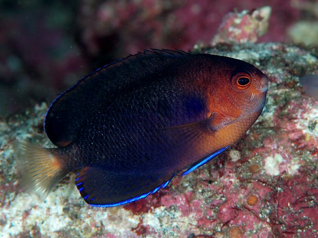 Pygmy Yellowtail Angelfish - Centropyge flavicauda