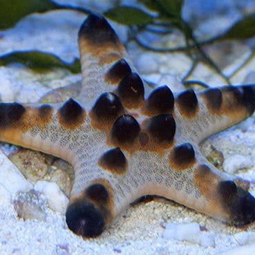 Chocolate Chip Starfish - Protoreaster nodosus