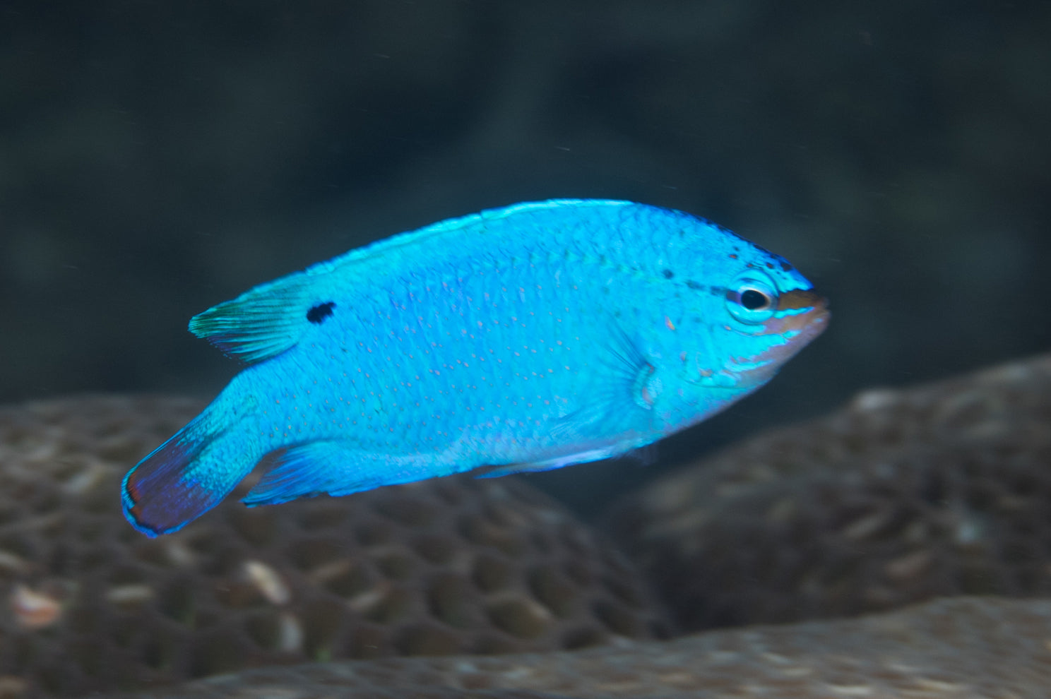 Blue Devil Damselfish - Chrysiptera cyanea