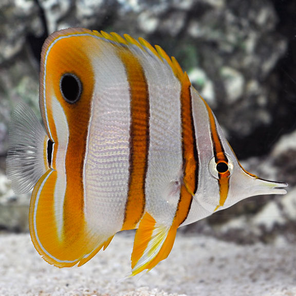 Copperband Butterflyfish - Chelmon rostratus