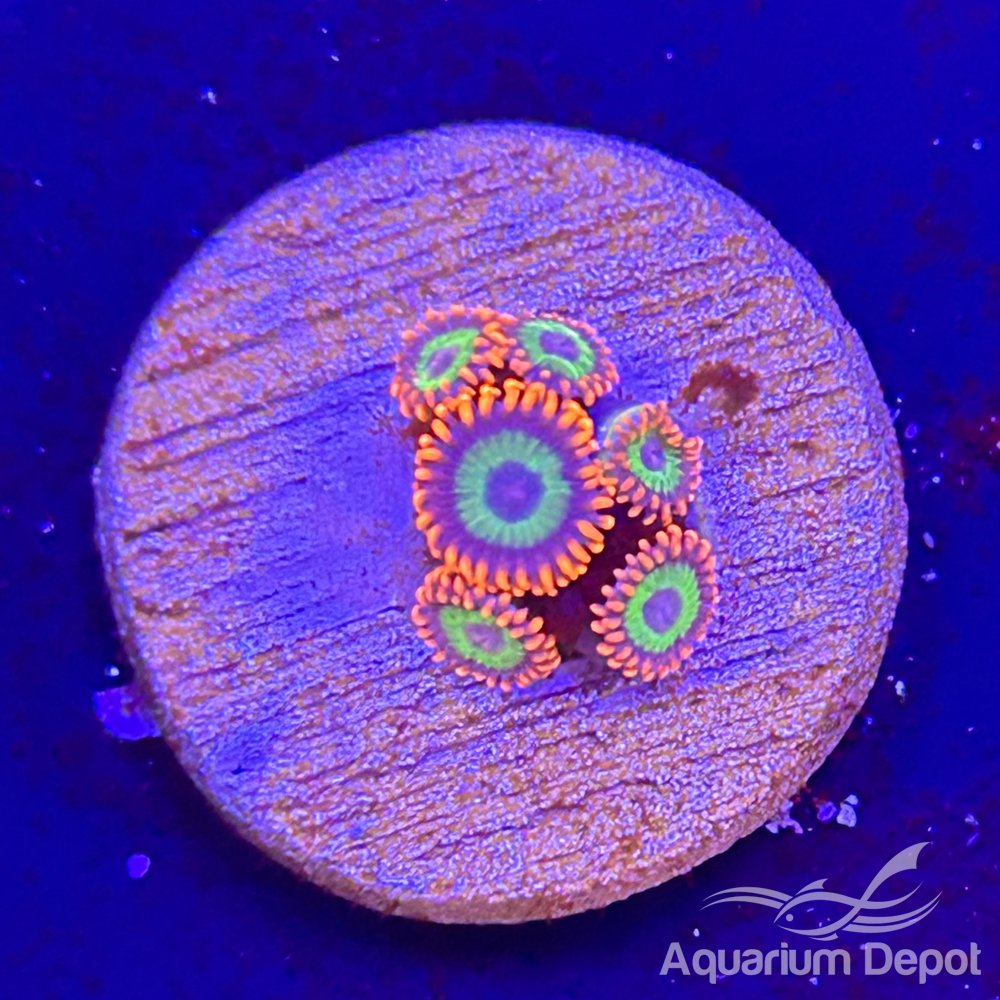 Emeralds on fire  Zoa 1-2 polyps(Zoanthus sp.)