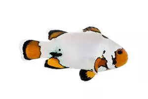 Extreme Snowflake Ocellaris Clownfish - Captive Bred - Small - 1" to 1.25"