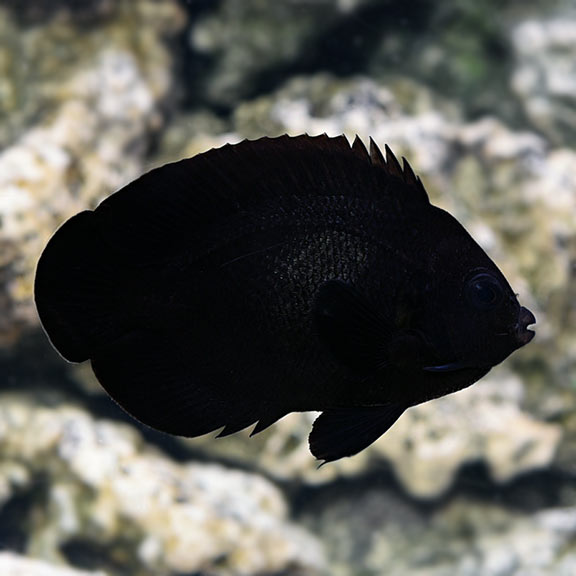 Midnight Angelfish - Centropyge nox