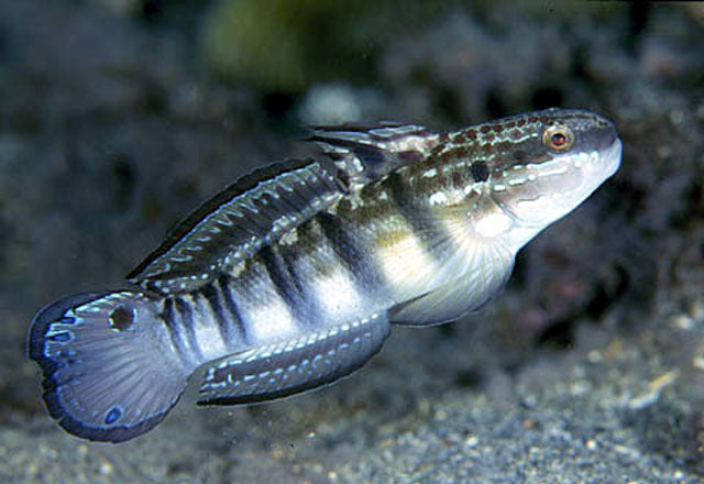 Sleeper Banded Goby - Amblygobius phalaena