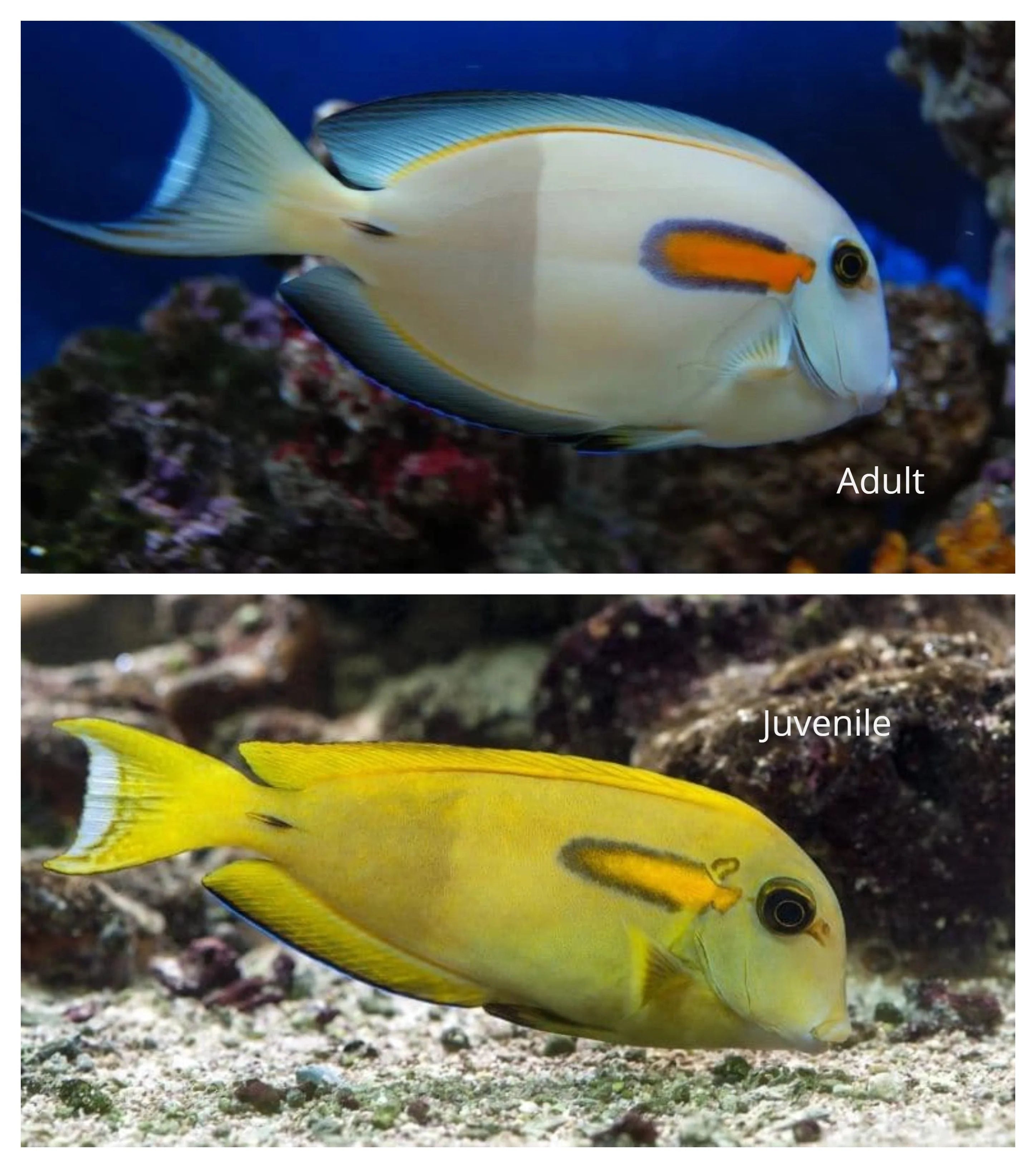 Orange Shoulder Tang - Acanthurus olivaceus