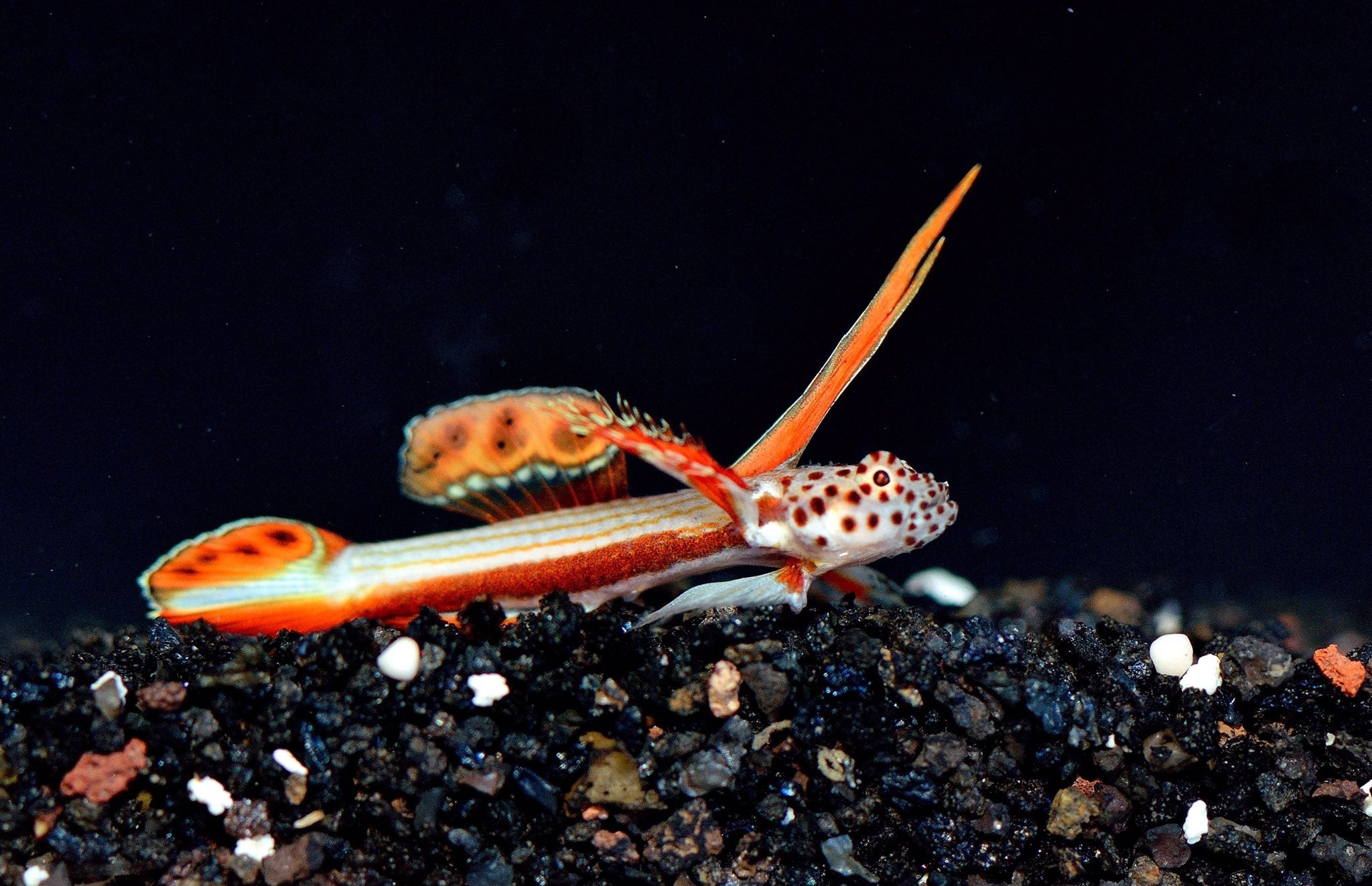 Griessingeri Goby Discordipinna Griessingeri