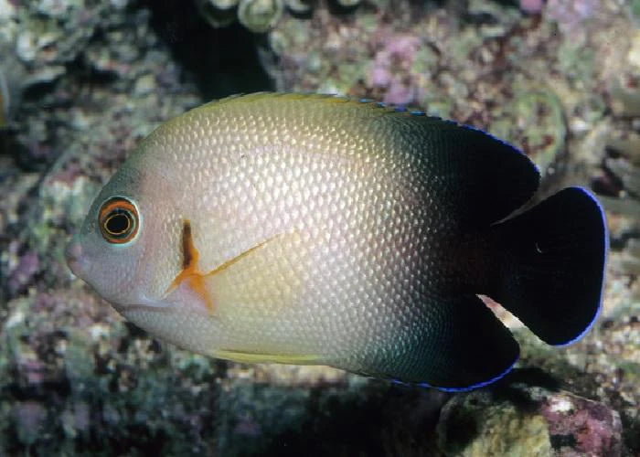 Half Black Angelfish - Centropyge vroliki