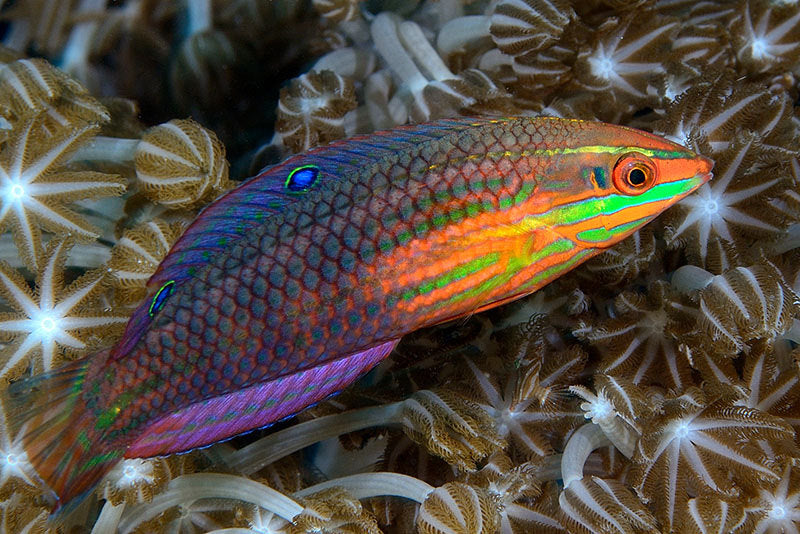 Red-Lined Wrasse - Halichoeres biocellatus