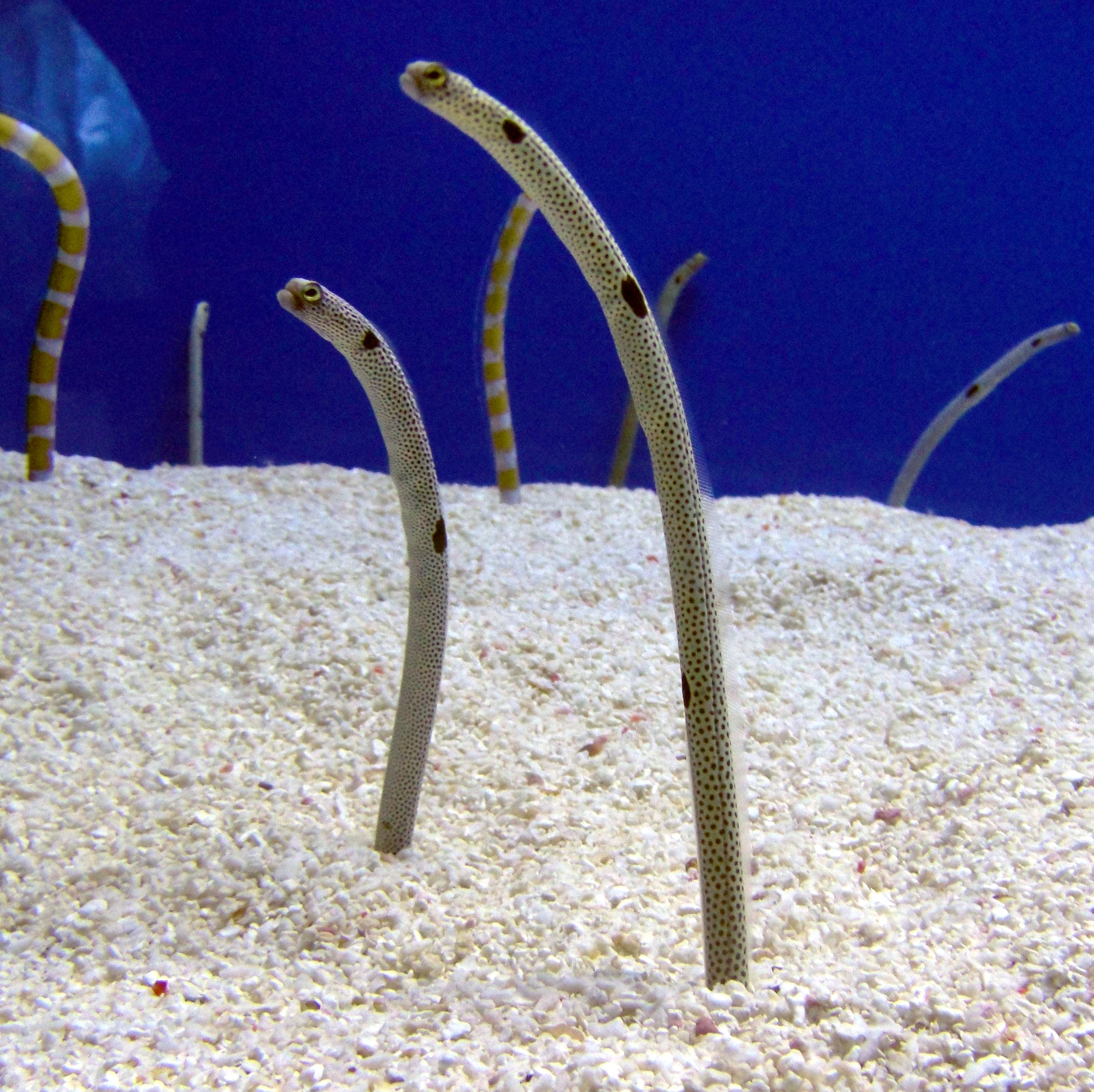 Spotted garden eel - Heteroconger hassi