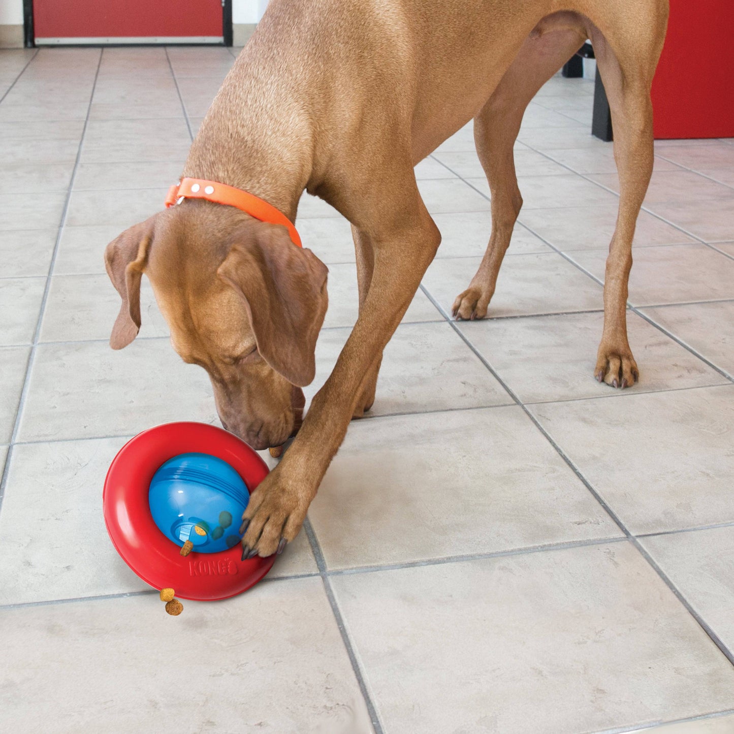Kong Gyro Large - The Pet Source