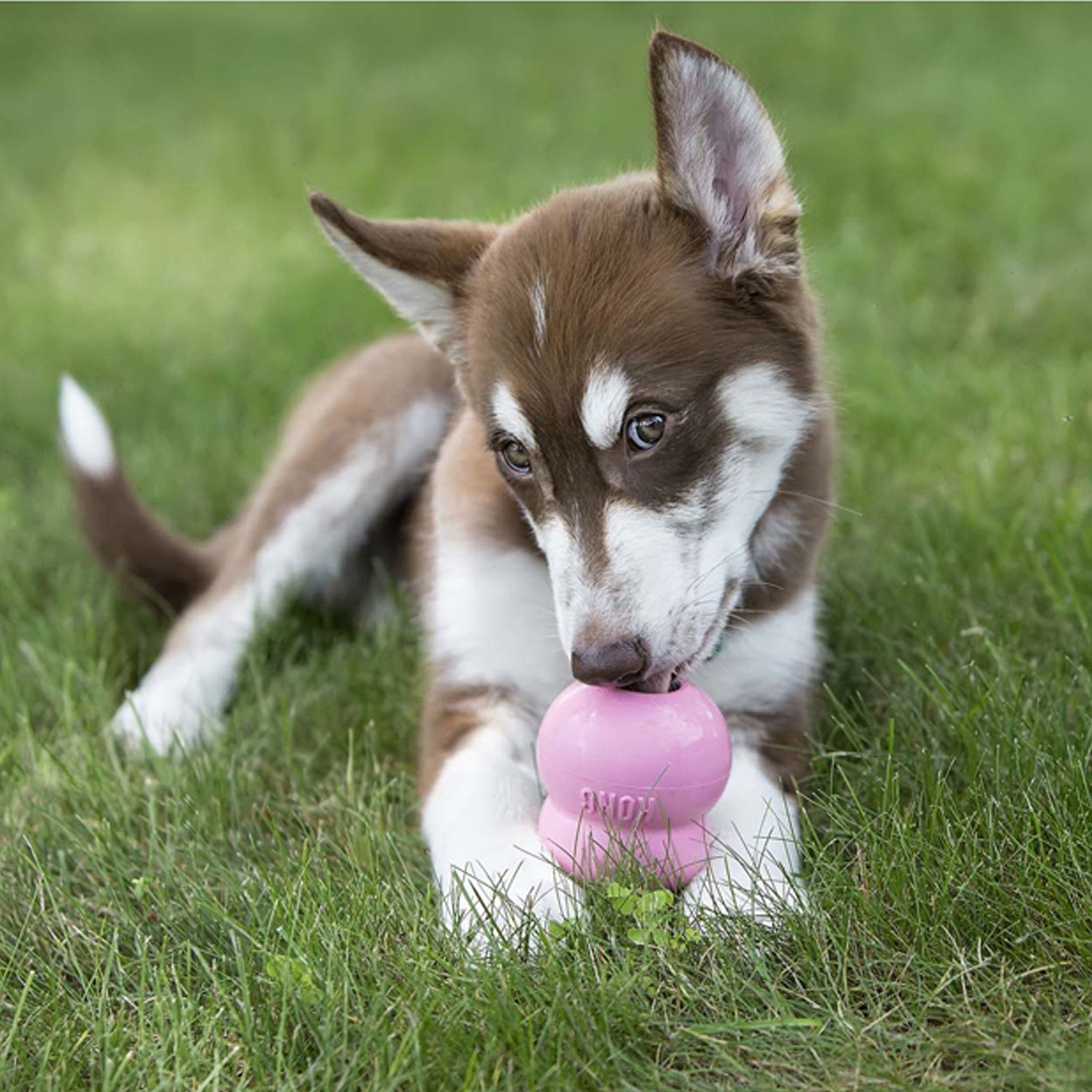 Kong Easy Treat Puppy 8 oz - The Pet Source