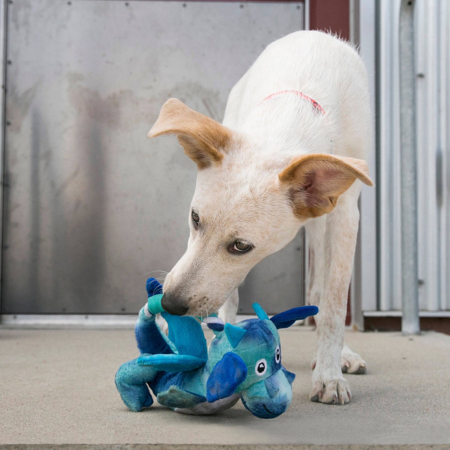 Kong Dragon Knots - Assorted Colors - Medium/Large - The Pet Source