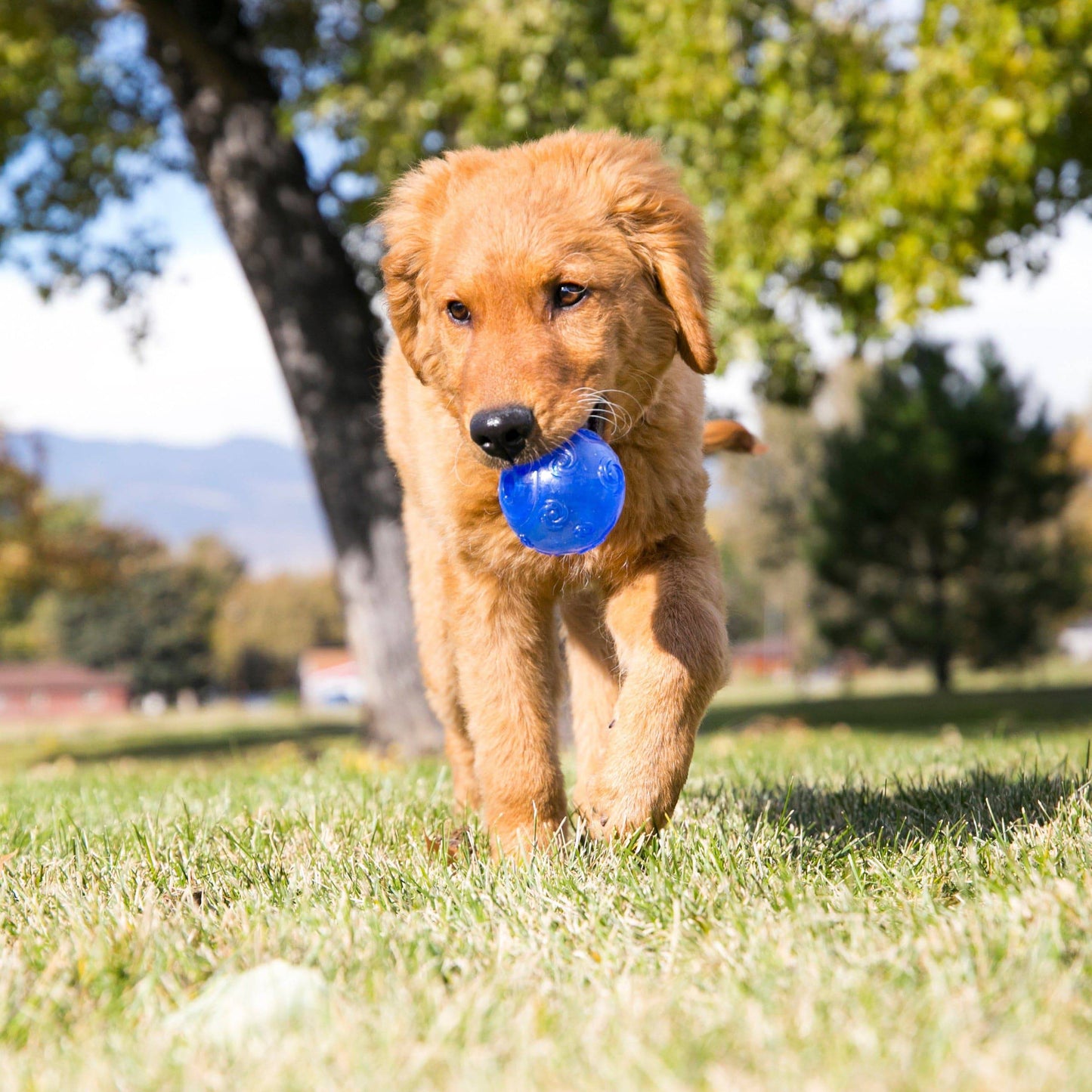 Kong Squeezz Ball - Assorted Colors - Extra Large - The Pet Source