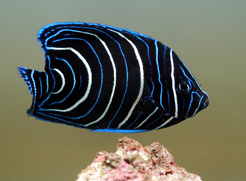 Koran Angelfish - Pomacanthus semicirculatus