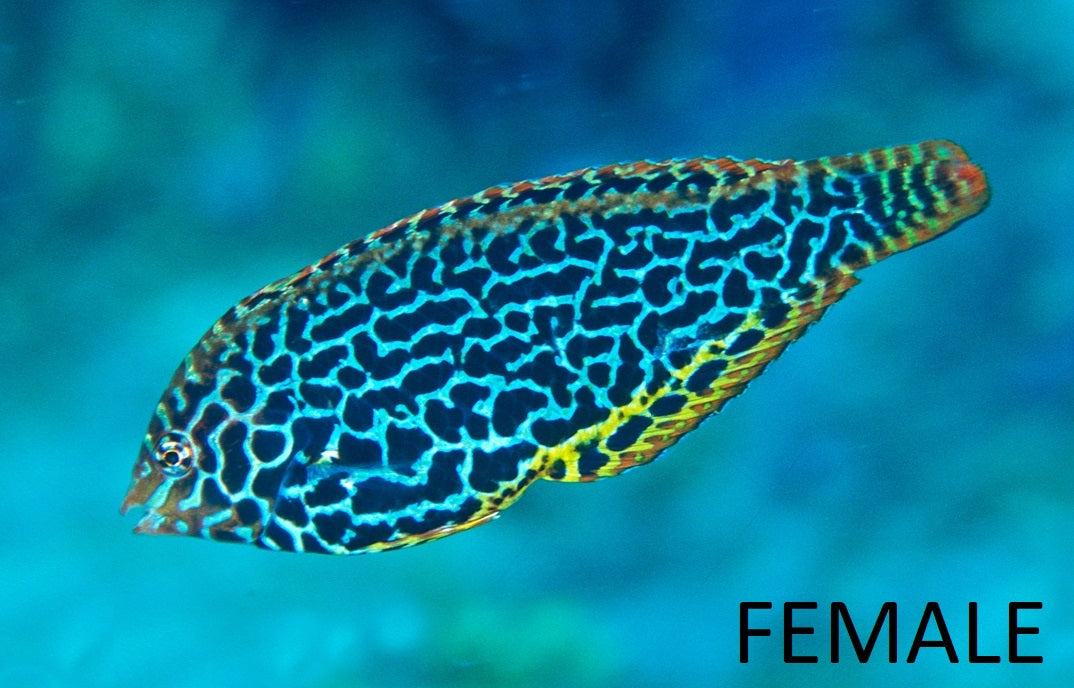 Leopard Wrasse - Macropharyngodon meleagris