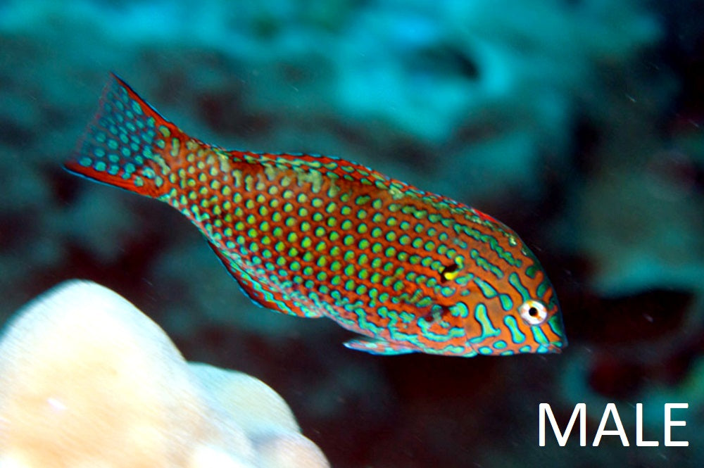 Leopard Wrasse - Macropharyngodon meleagris