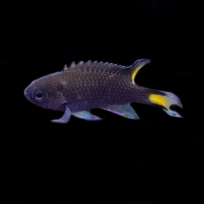 Lyretail Damselfish - Neopomacentrus azysron Biota Captive Bred