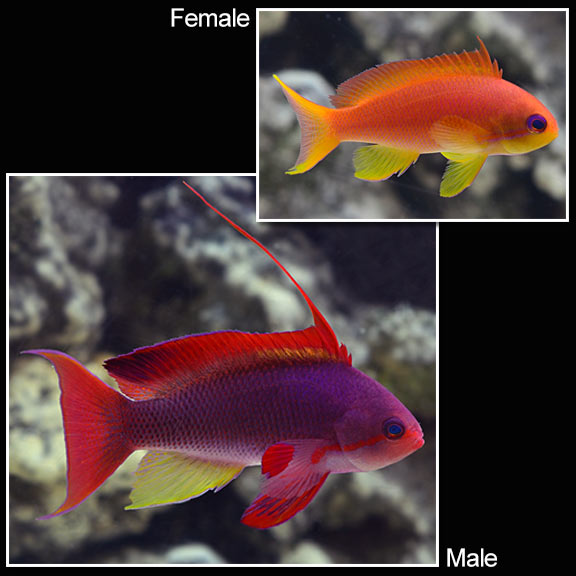 Lyretail Anthias - Pseudanthias squamipinnis