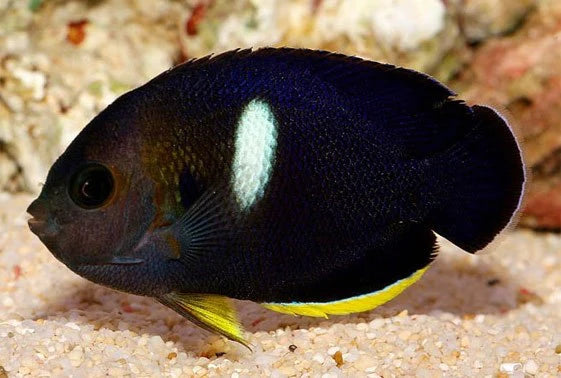 Keyhole Angelfish - Centropyge tibicin