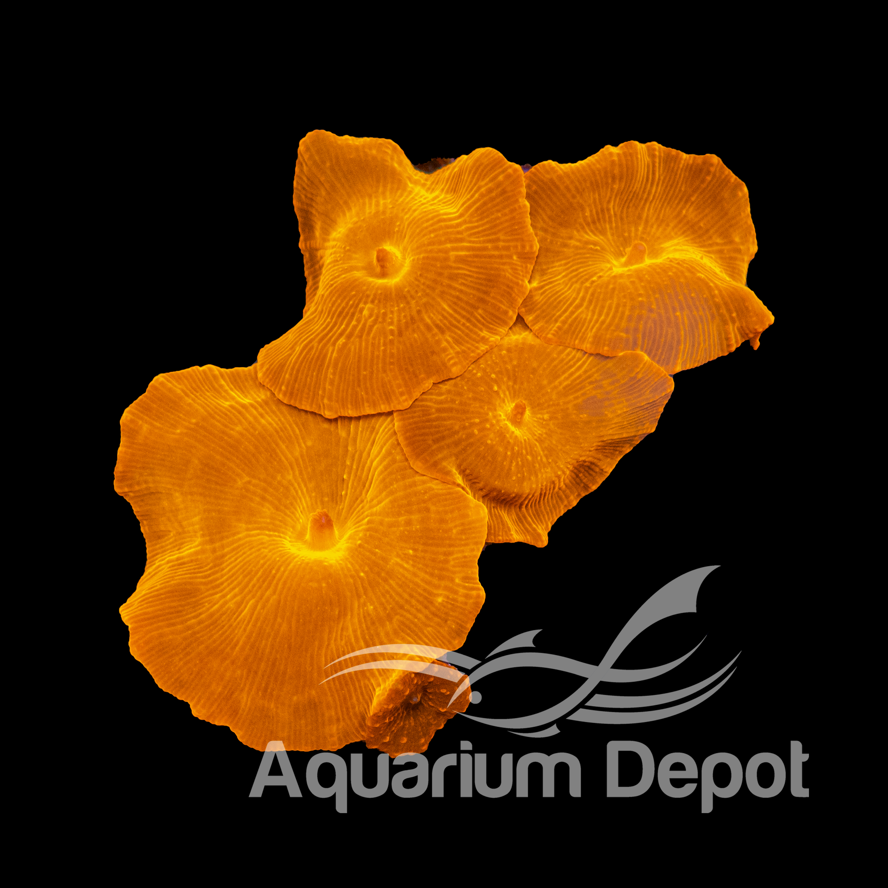 Super Orange Discosoma Mushroom Coral Frag Per Head