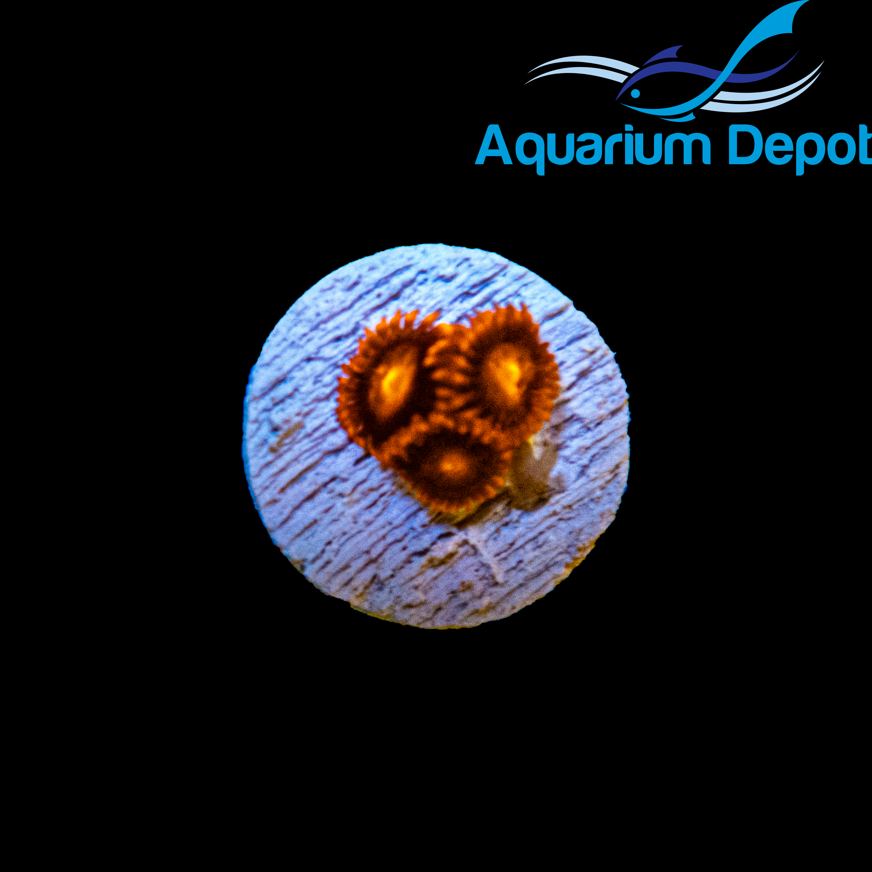 Orange Bam-Bam Zoa (Zoanthus sp.)