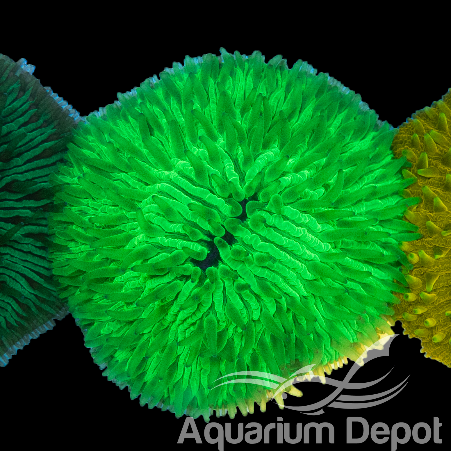 Neon Green Fungia Plate Coral WYSIWYG 2