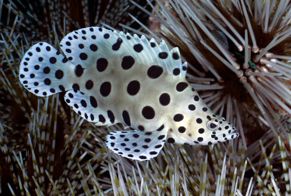 Panther Grouper - Cromileptes altivelis