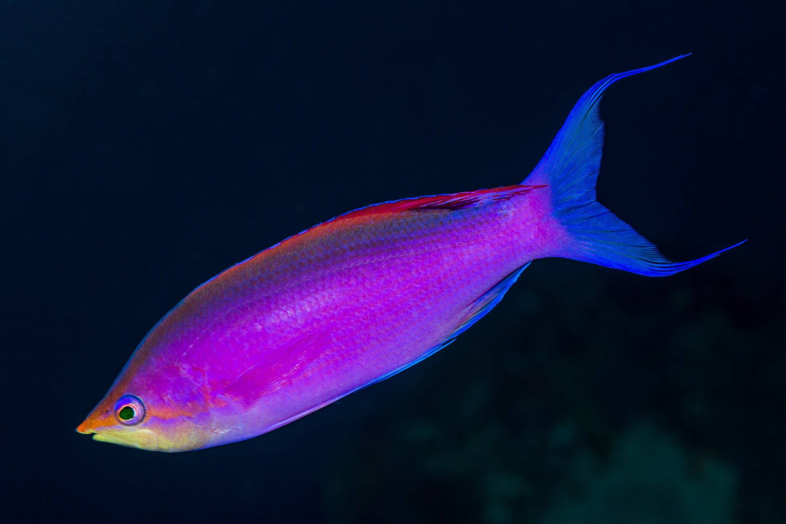 Purple Queen Anthias - Mirolabrichthys tuka