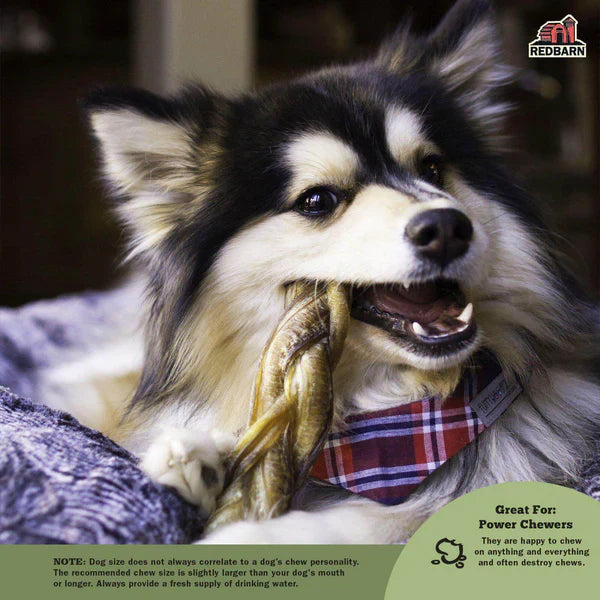 Redbarn Braided Bully Stick - 12in - 1pc