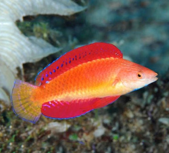 Redfin Wrasse - Cirrhilabrus rubripinnis