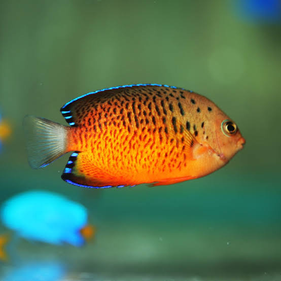 Rusty Angelfish - Centropyge ferrugata