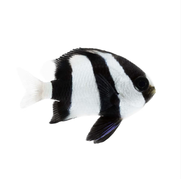 Three Stripe Damselfish - Dascyllus aruanus