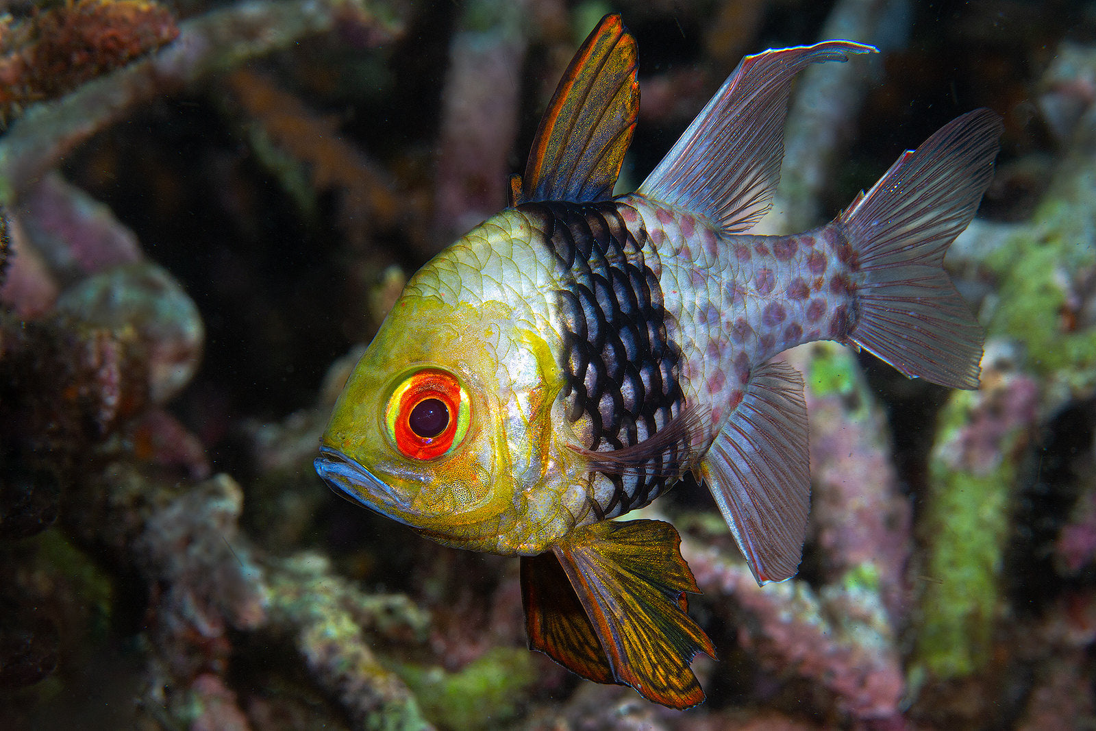 Pajama cardinalfish - Sphaeramia nematoptera