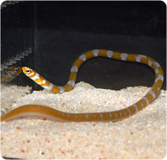 Splendid garden eel - Gorgasia preclara