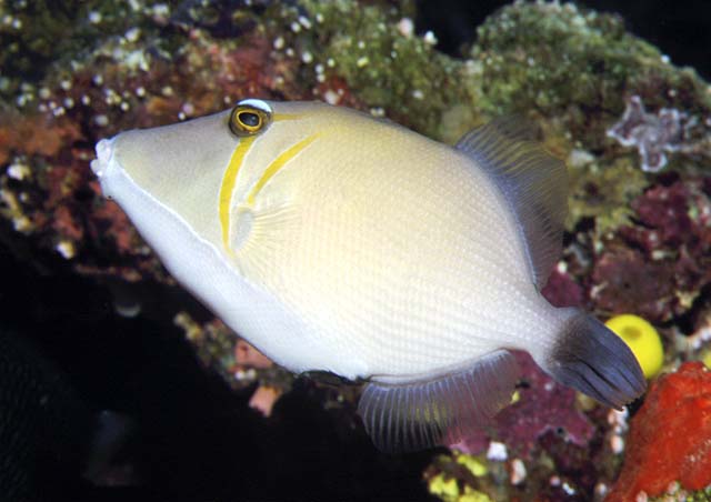 Boomerang triggerfish - Sufflamen Bursa