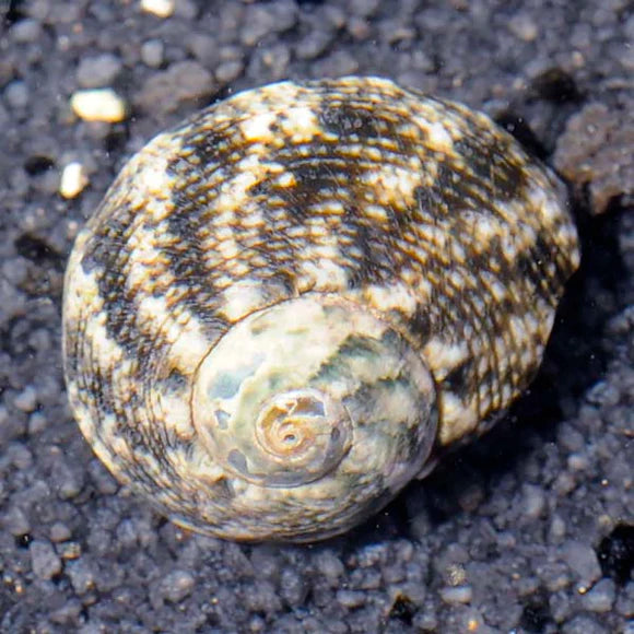 Zebra Turbo Snail - Turbo sp.