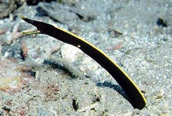 Black Ribbon Eel - Rhinomuraena quaesita